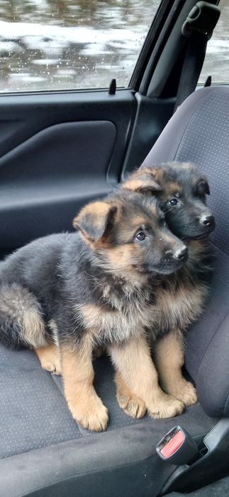 Szczeniaki 2 miesieczne