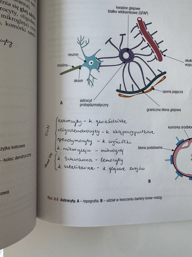 Histologia Maciej Zabel Nowa wersja