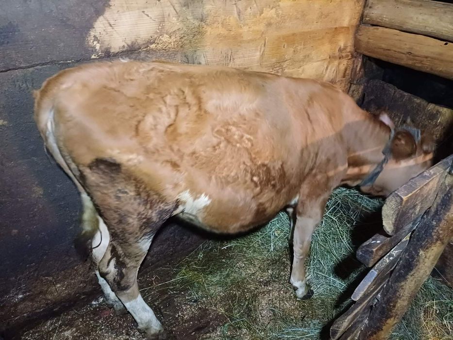 Продам телички різного віку