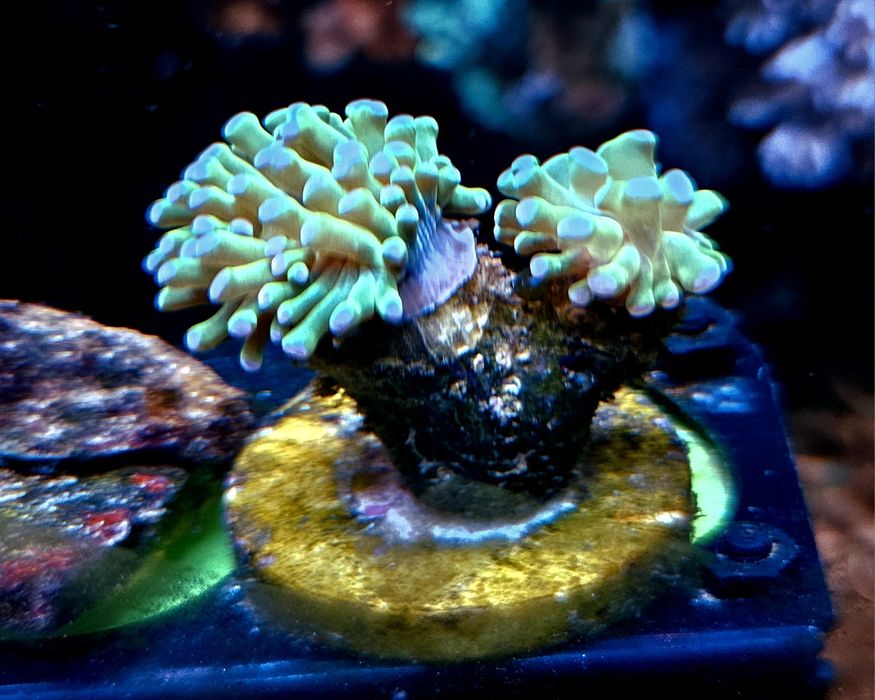 4 corais incluindo euphyllia de 3 cabeças