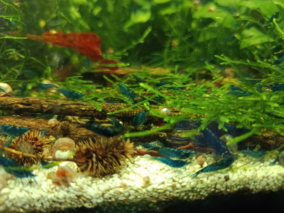 Neocaridina Blue Dream