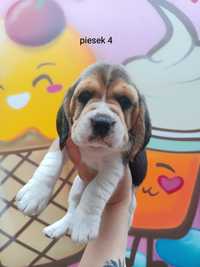 Piękny piesek Beagle