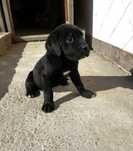 Розплідник продає цуценя Cane Corso  з документами КСУ на вас