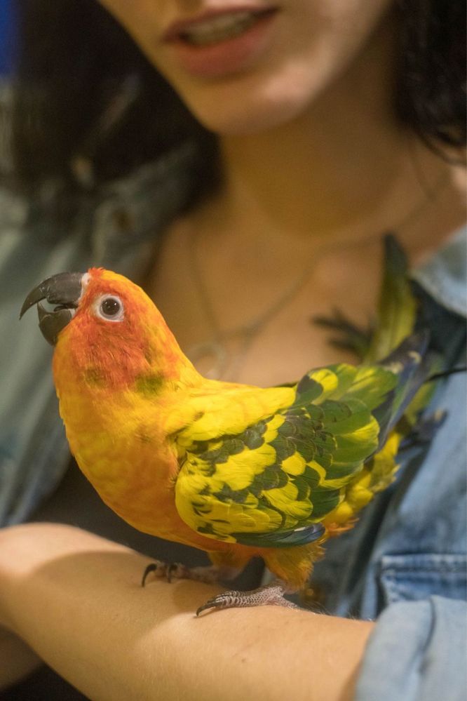 Самый яркий ручной попугай аратинга солнечный - ара в миниатюре