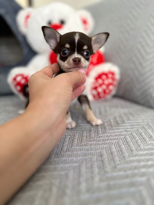 Menino chihuahua super mini