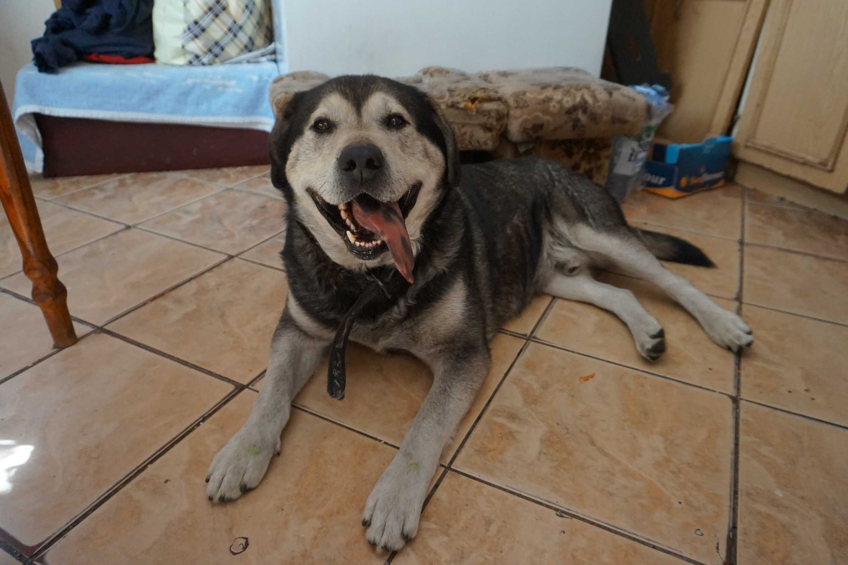 Mieszaniec husky i labradora szuka kochajacej rodziny