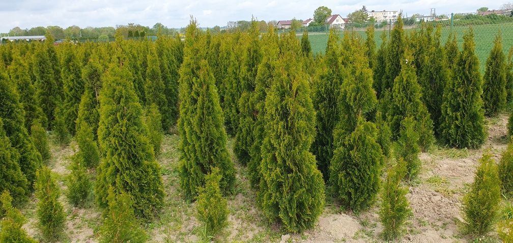 Tuje thuja szmaragd od 50cm do 160cm