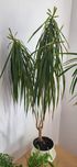 Paprotka,dracena