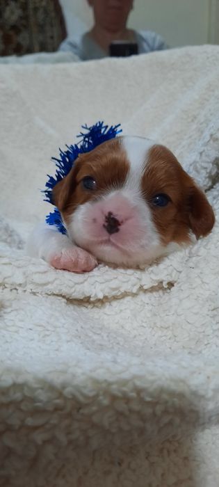 Грайливі цуценятка Кавалер кінг Чарльз Спаниієль