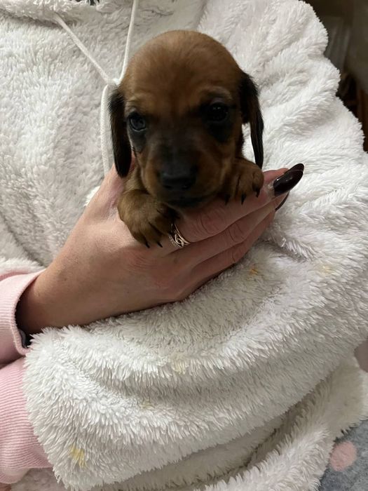 Рыженькие щенки таксы