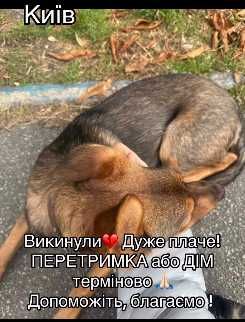 В Дніпровському районі Киіва викинули цього песика