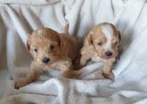 Maltipoo. Hybryda. Chłopczyk. Maltanczyk/ pudel toy