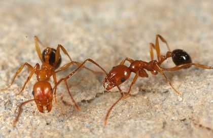 Aphaenogaster splendida экзотические муравьи формикарий