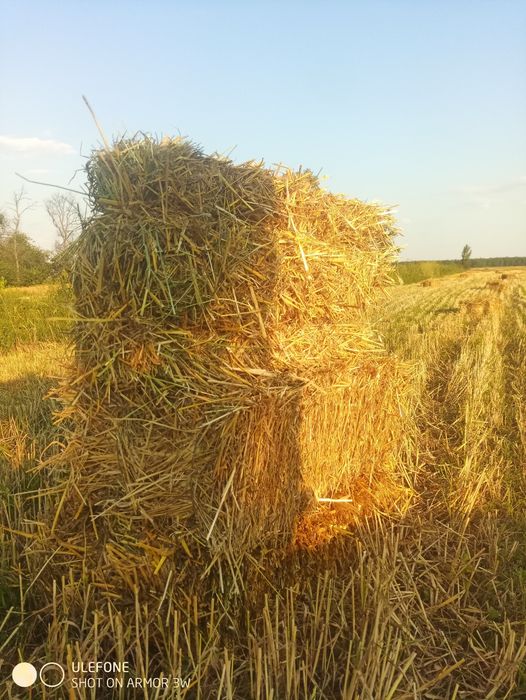 Продам солому пшеничну тюки
