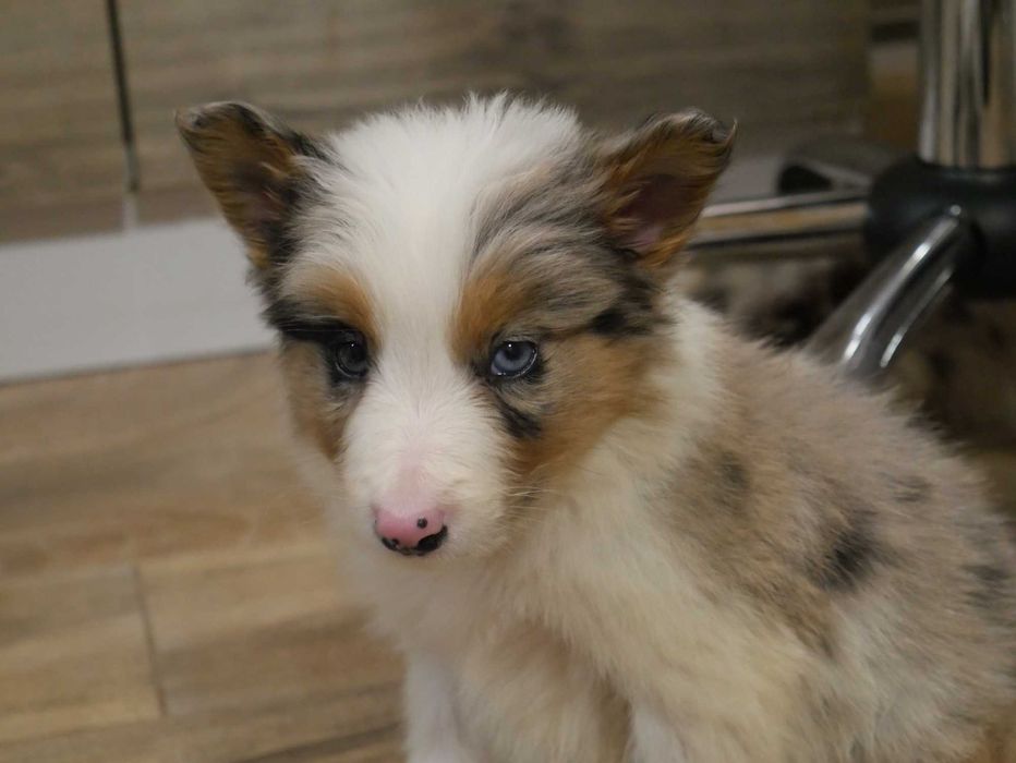 Border Collie Blue Merle