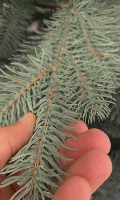 Хіт продажу! Елітна лита штучна ялинка Кедр зелена/голуба . Литая елка