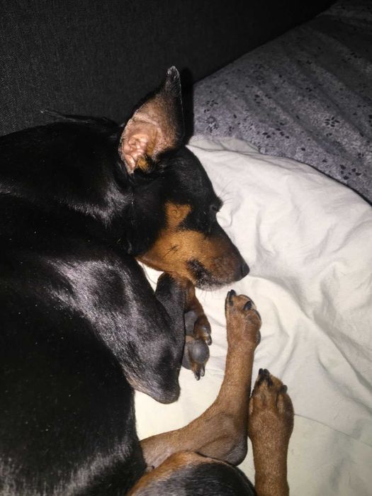 Пропала собака породы цвергпинчер 2 марта 2022