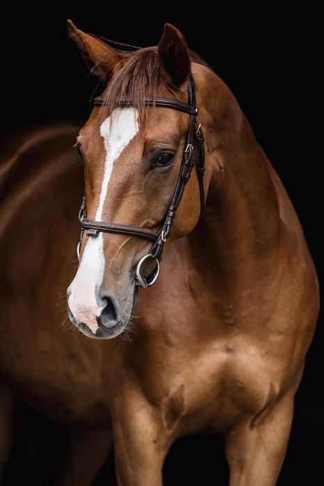 Pięknie malowana Klacz Hanowerka