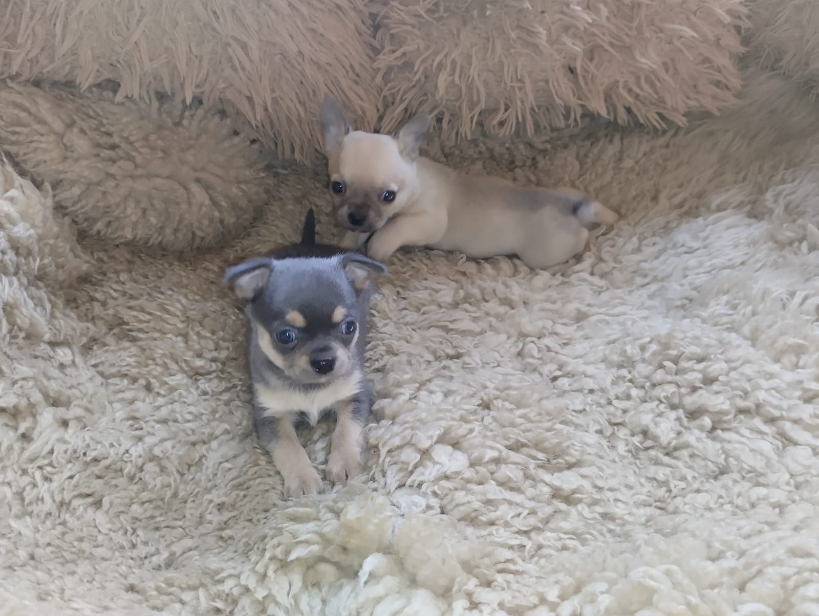 Chihuahua, mini piesek,  szczeniak