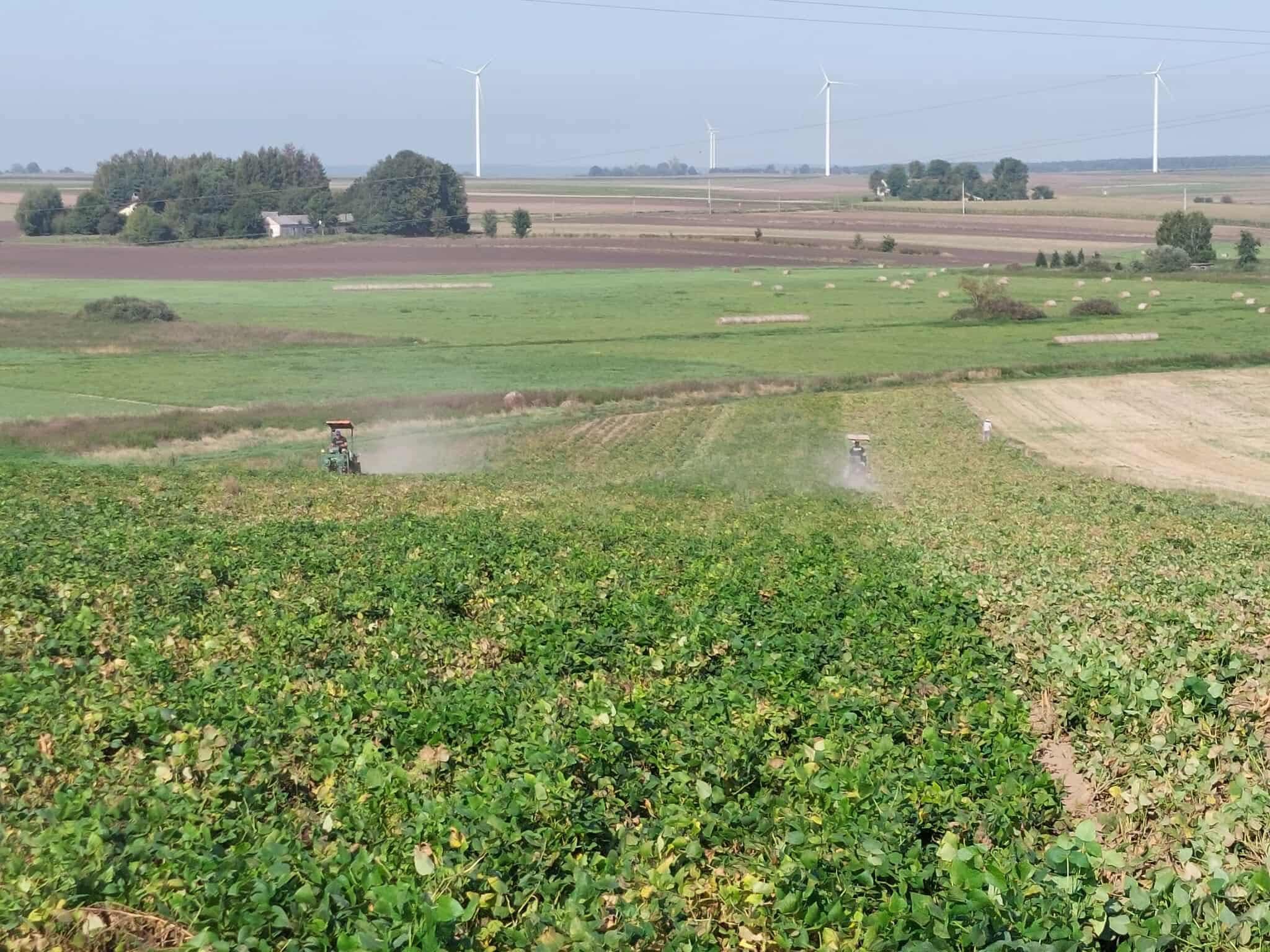 Wycinanie / Ścinanie Fasoli ścinarka samojezdną
