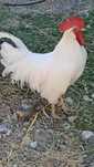 Galo adulto Leghorn puro