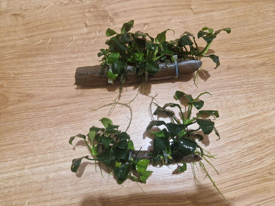 Anubias na kawałku drewna