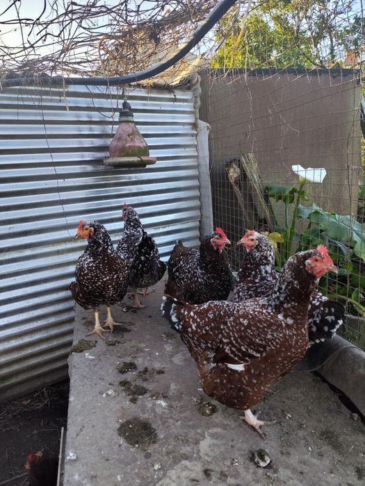 Ovos de tricolor férteis