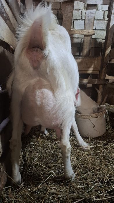 Продам козу 1.5л