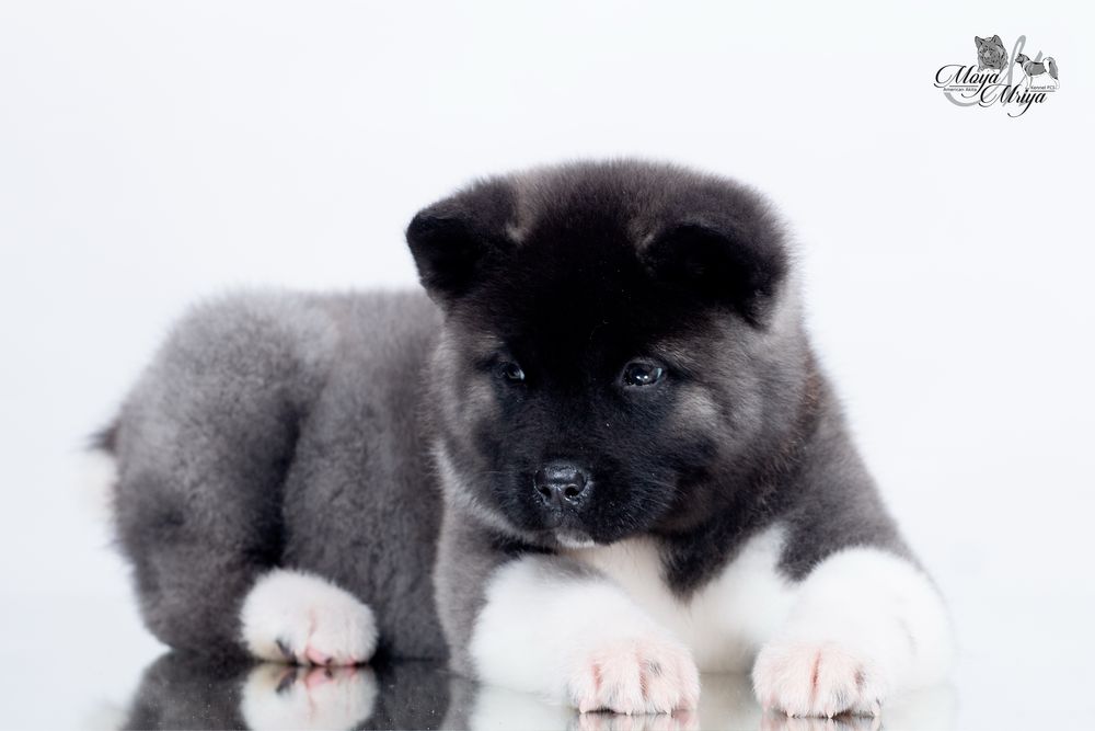 Американська акіта/ американская акита / american akita