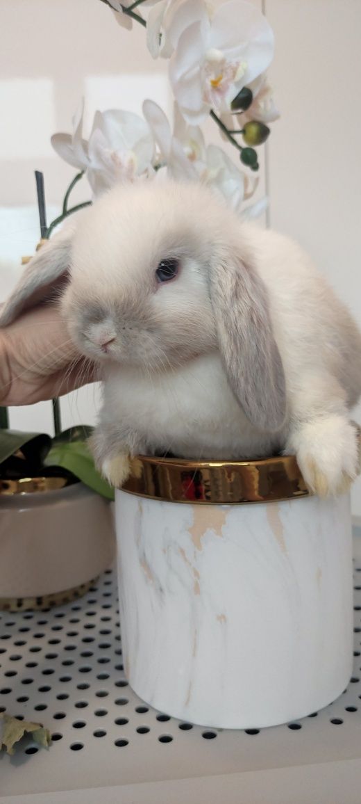 Mini Lop królik gotowe do odbioru