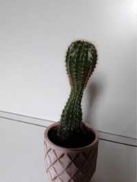 Kaktus ozdobny