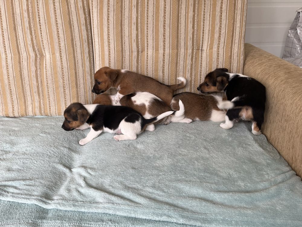 Jack Russel Terrier szczeniak z rodowodem