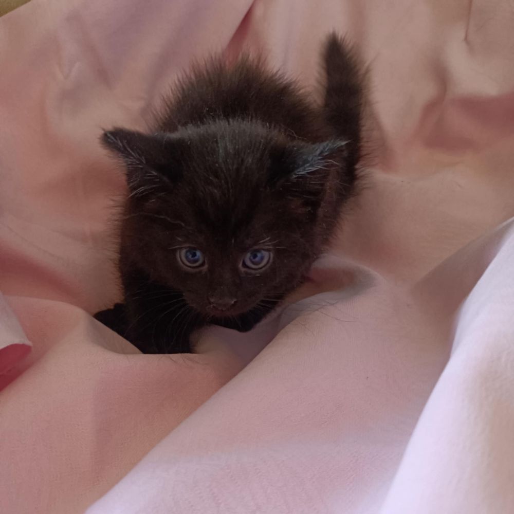 Mamy na dt prześliczne kociątka do adopcji