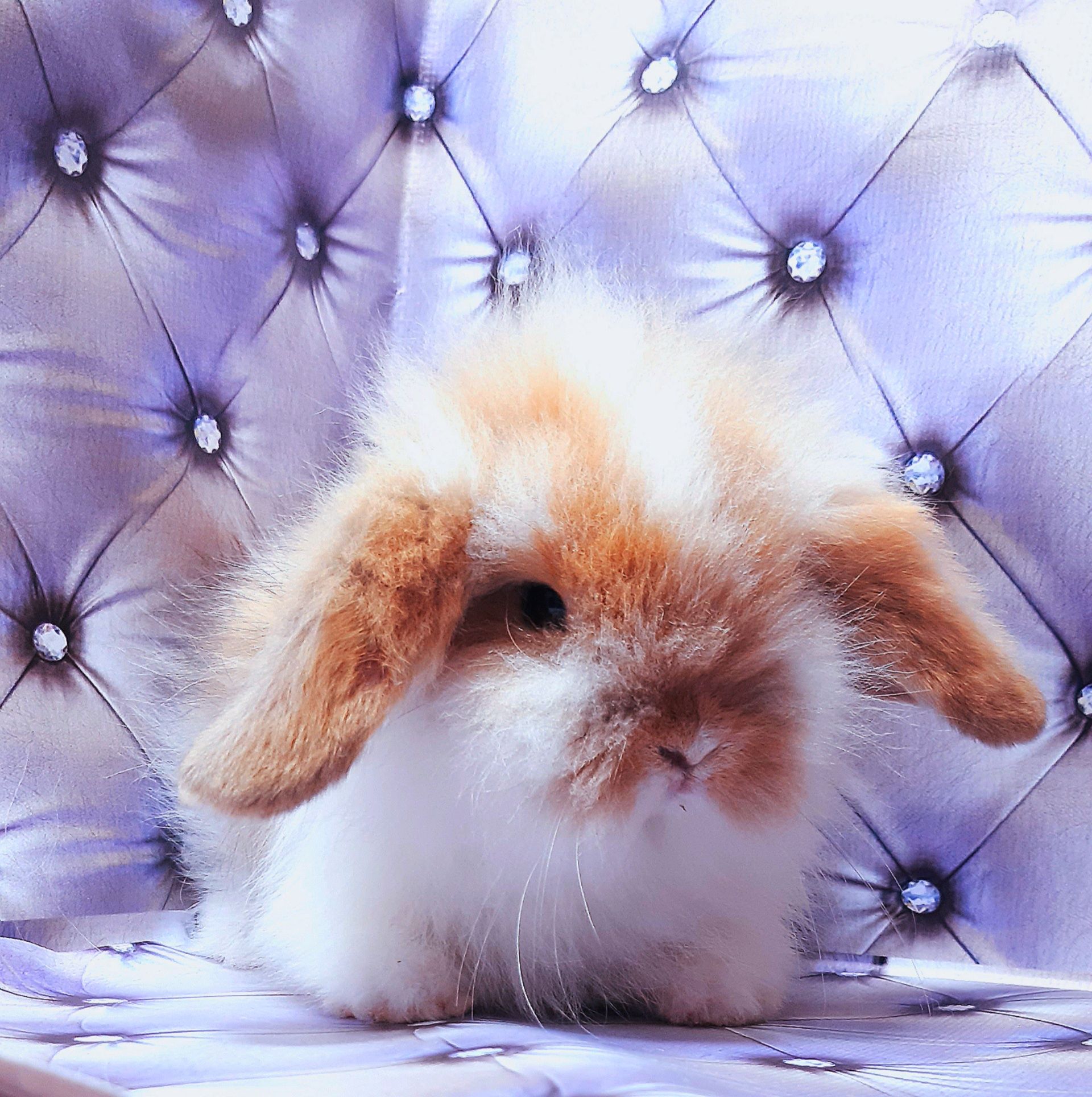 Карликовые супер мини кролики декорат.торчеухие и вислоухие крольчата