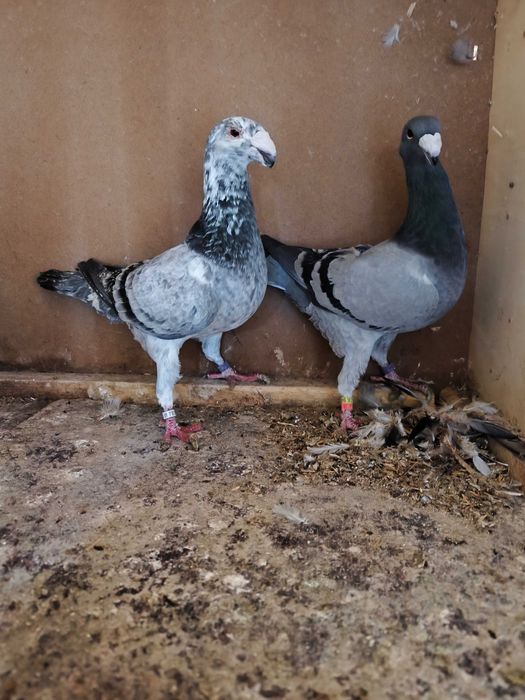 Niemieckie wystawowe