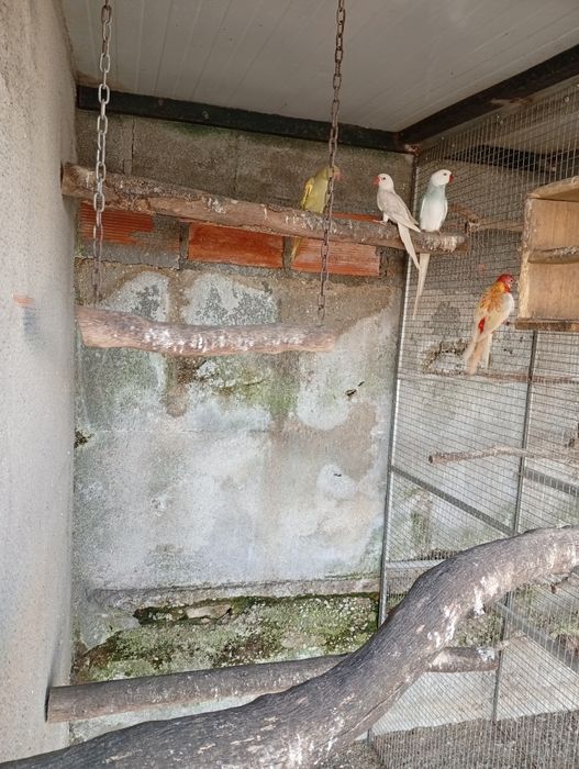 Ring neck fêmeas 2025