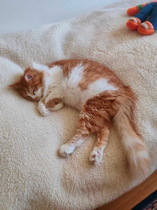 Zaginął kotek rudo biały Łódź Bałuty okolice ul. Biegańskiego / parku