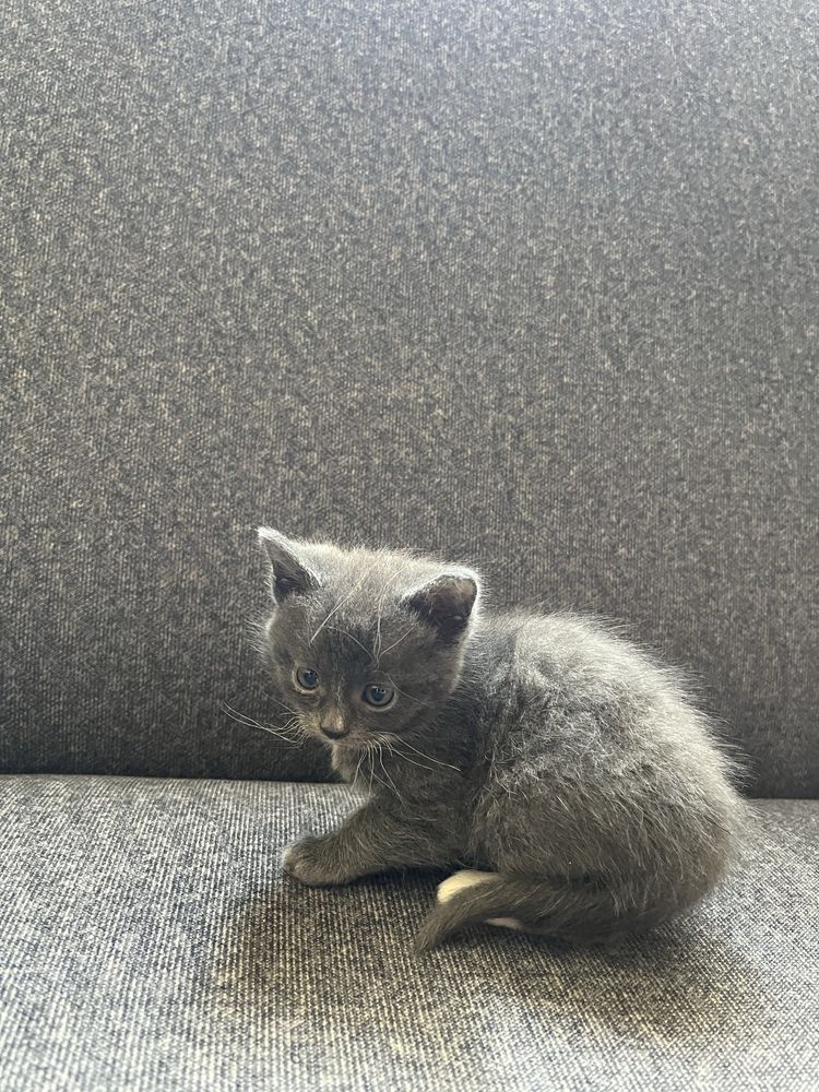 Отдам в Котенков