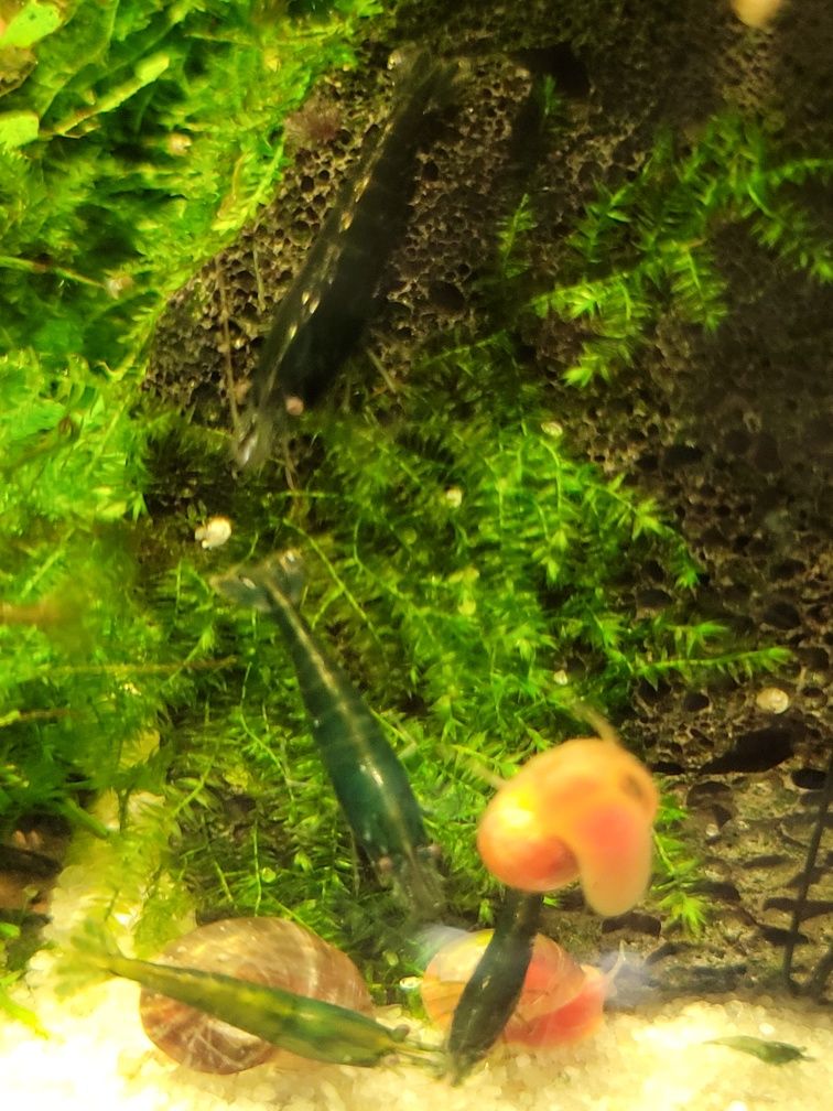Krewetki green jade dark