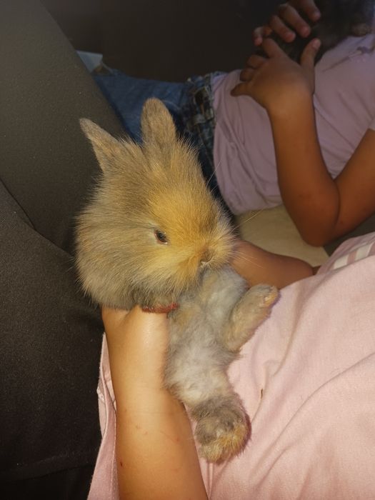 Krolik króliki miniaturki