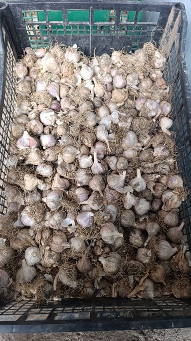 Часник Любаша 3+ часник на переробку