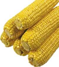 Sprzedam kukurydze na pasze