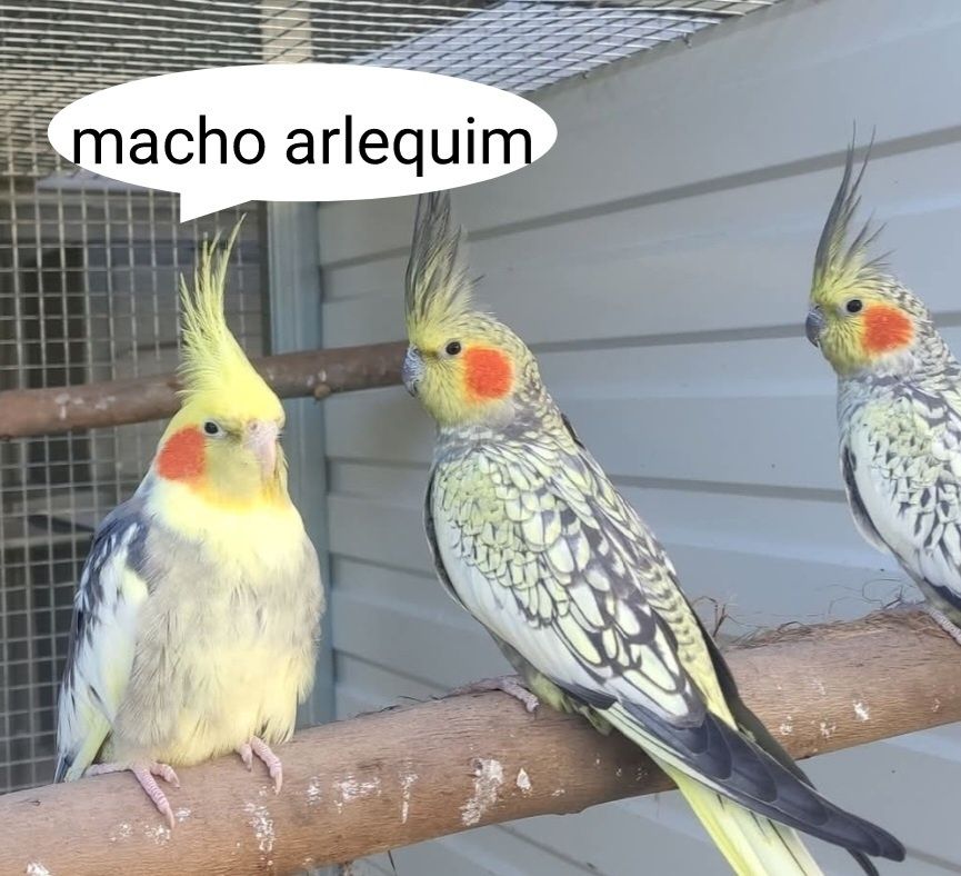Caturra domesticada