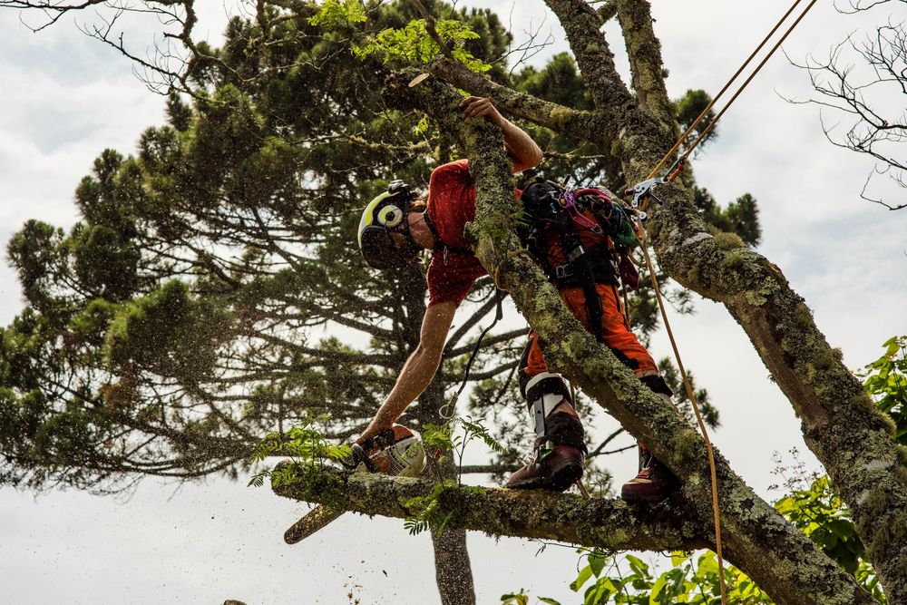 Climbing Lumberjack. Wycinka drzew alpinistycznie, arborysta