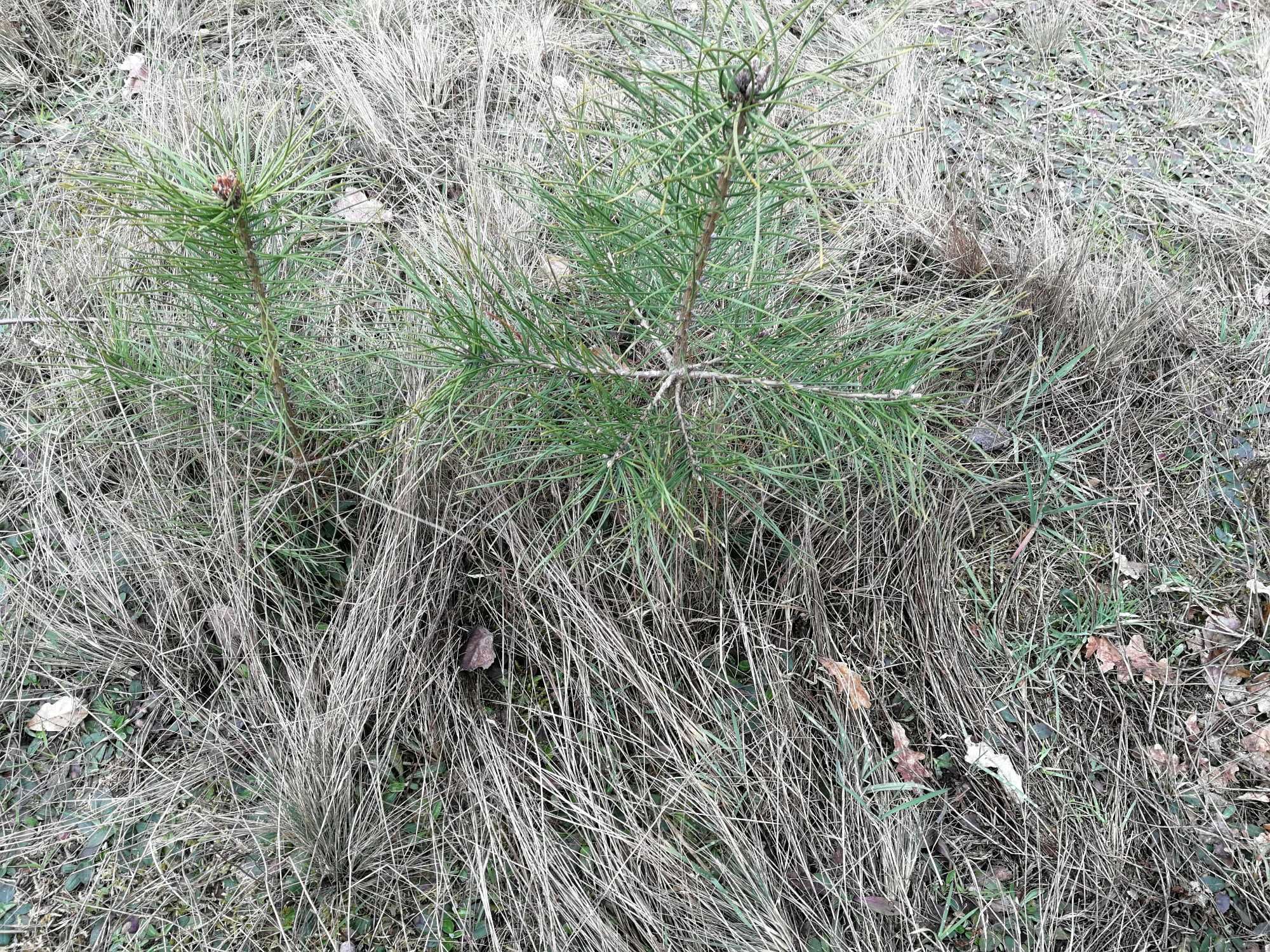 Sadzonki sosen sosny dębu  sosny różne do 60 cm wysokości