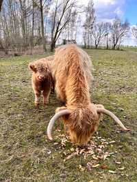 Highland Cattle, krowa szkocka z cielakiem