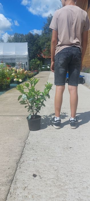 Laurowiśnia wschodnia 'Novita' / Prunus laurocerasus