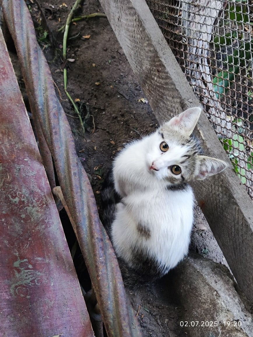 Котик і кішечка шукають дім