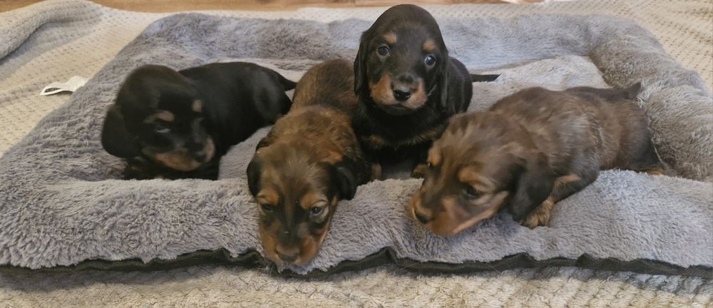 Jamnik długowłosy suczka standar