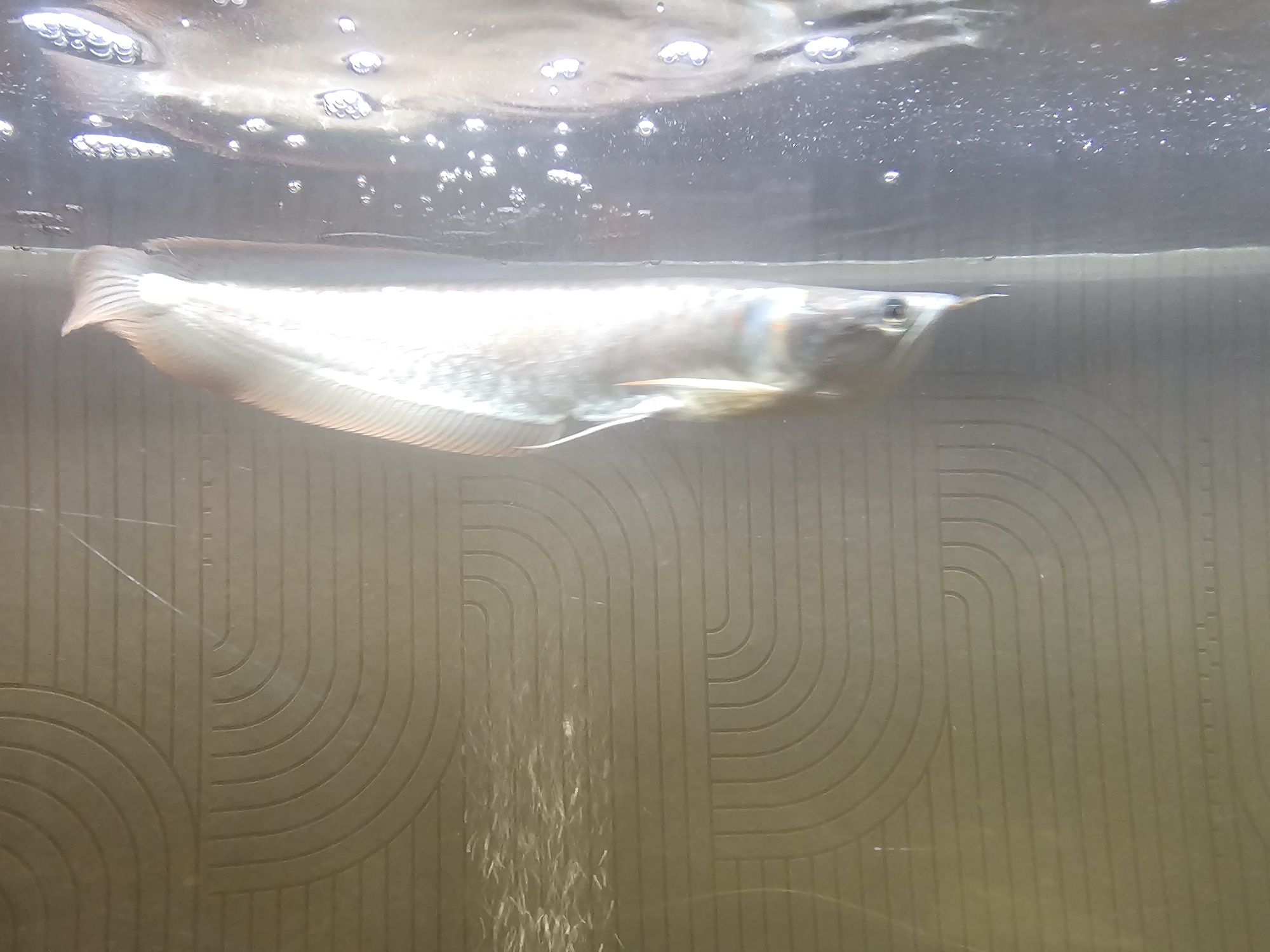 arowana silver 35cm